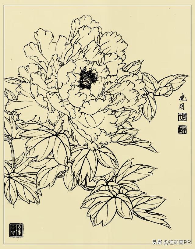 李晓明很漂亮的工笔花鸟画白描稿