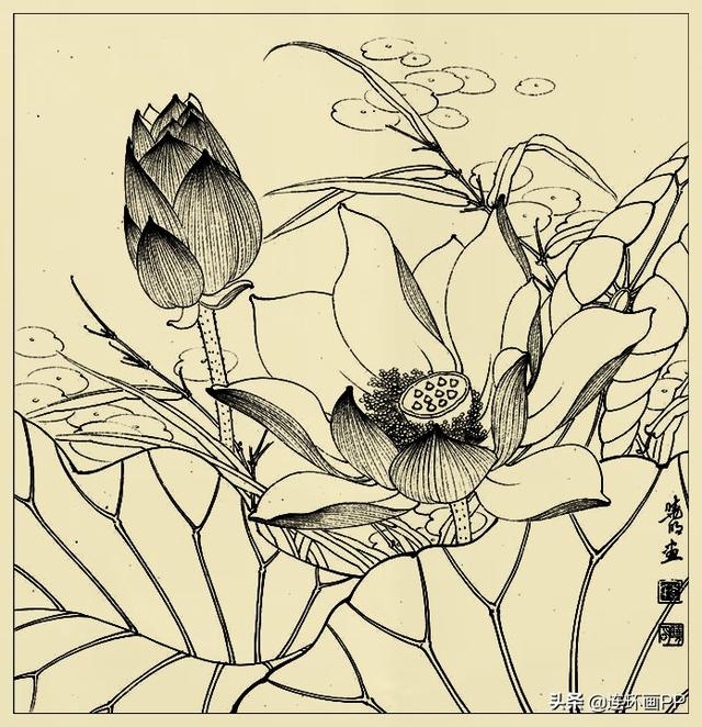 李曉明很漂亮的工筆花鳥畫白描稿