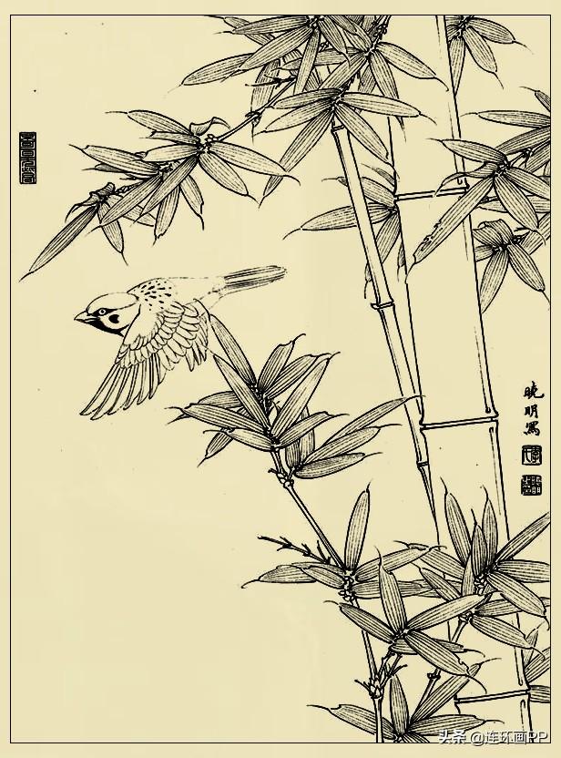 李晓明很漂亮的工笔花鸟画白描稿