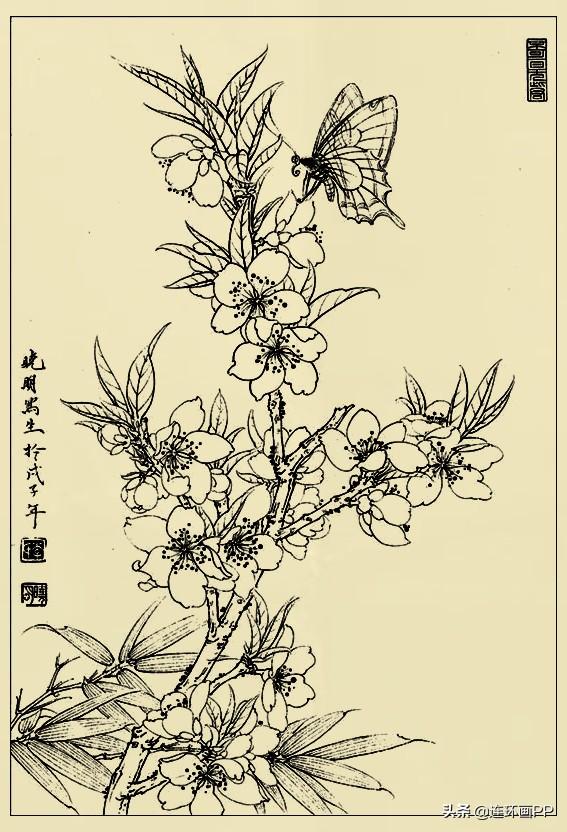 李晓明很漂亮的工笔花鸟画白描稿