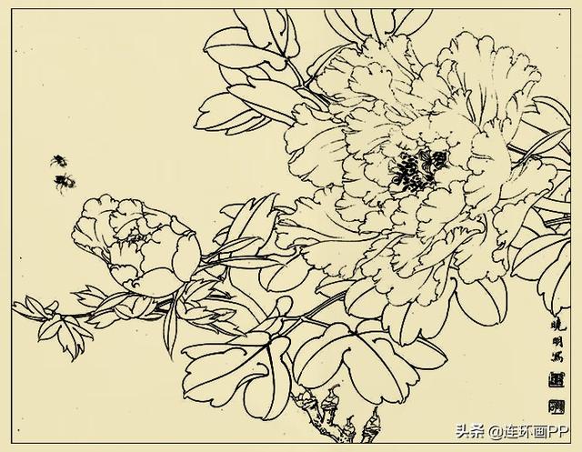 李晓明很漂亮的工笔花鸟画白描稿