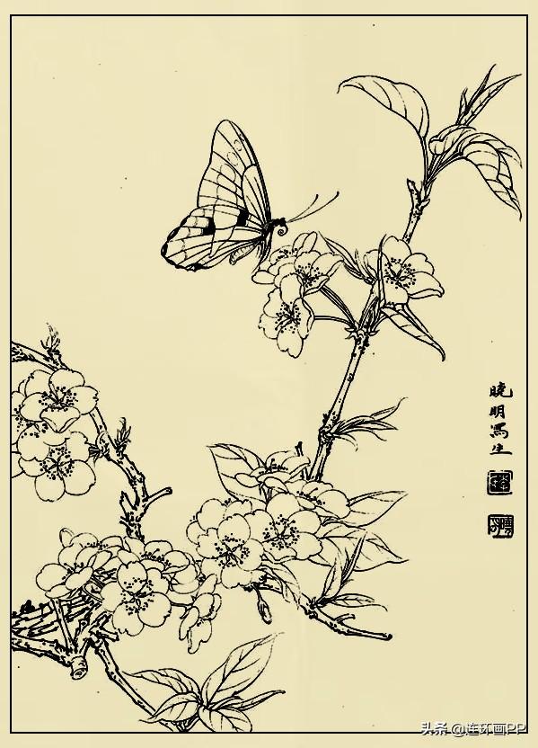 李晓明很漂亮的工笔花鸟画白描稿