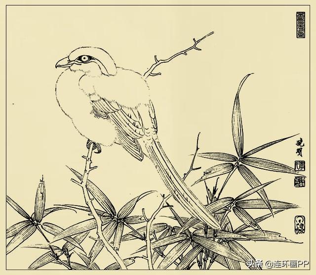 李曉明很漂亮的工筆花鳥畫白描稿