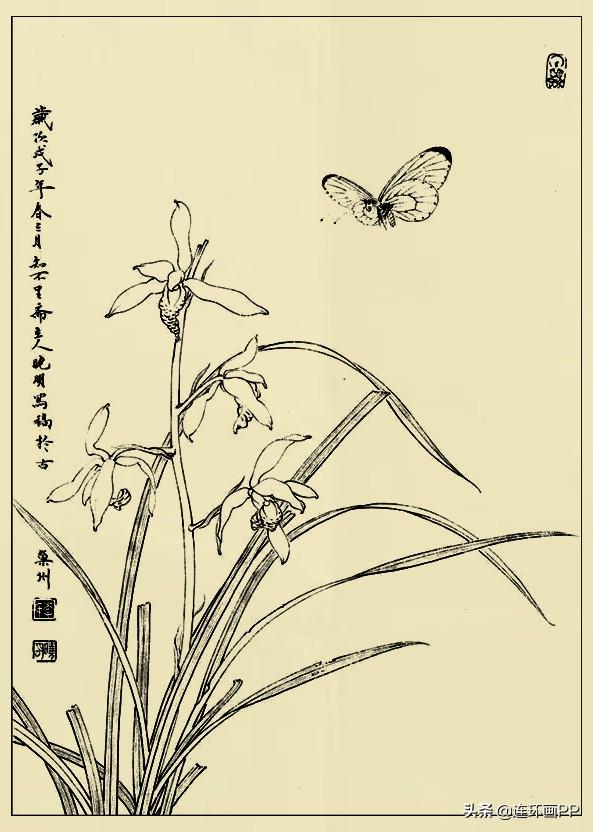 李晓明很漂亮的工笔花鸟画白描稿