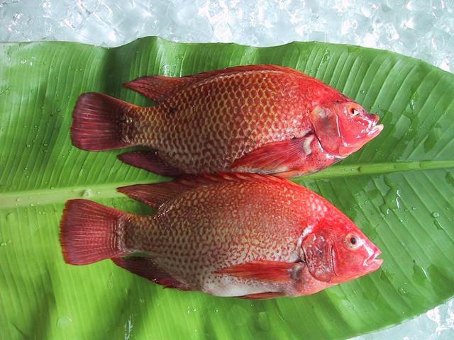丽鱼科,罗非鱼属tilapia,学名red tilmpa,是尼罗罗非鱼和莫桑比克