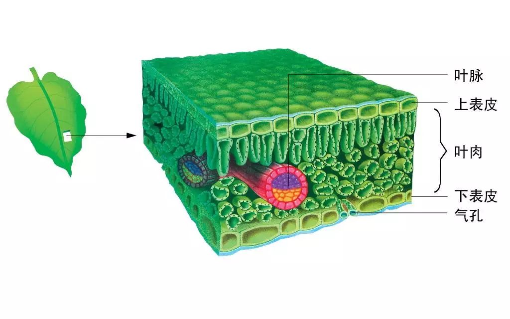 叶肉细胞结构图及功能图片