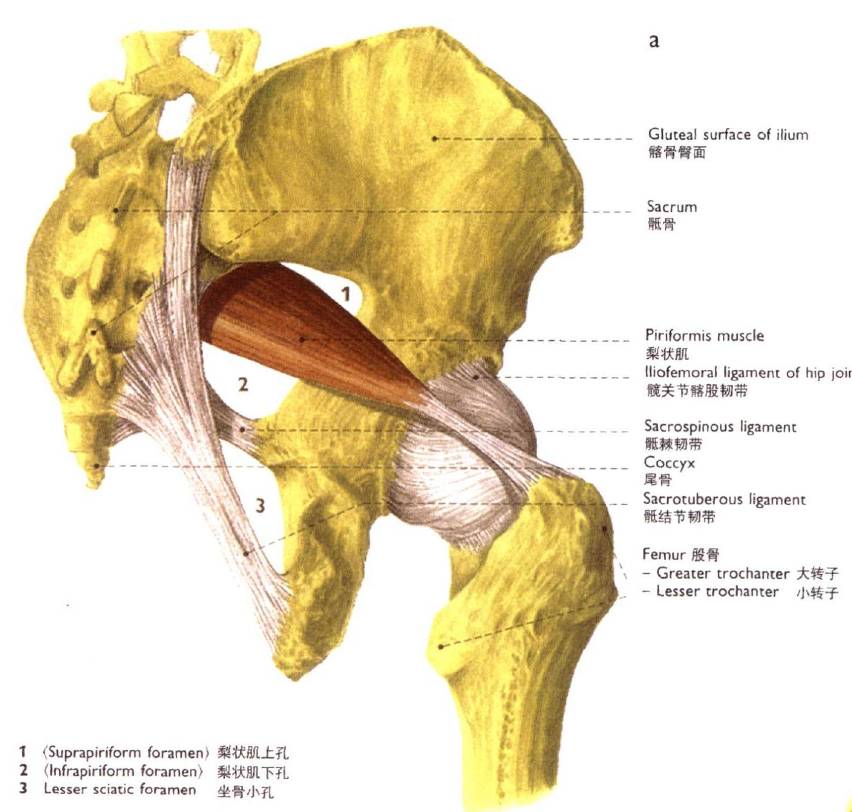 髋外旋肌群的解剖图图片