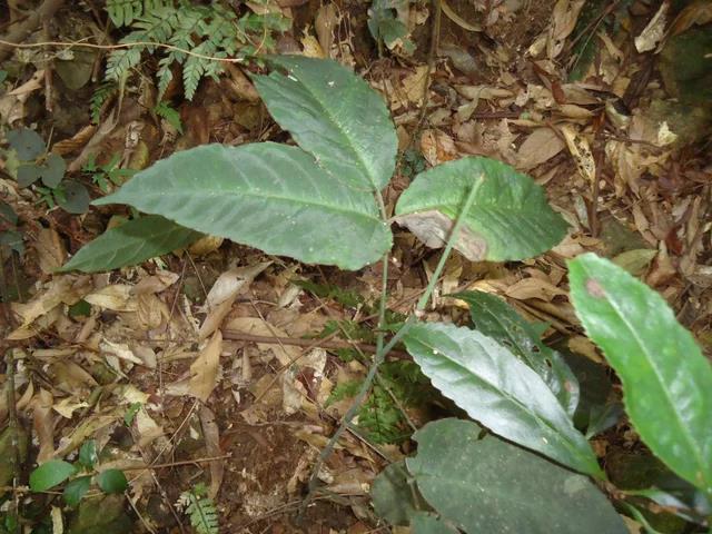 这种野草叫"药王", 是抑制肿瘤的"明星", 每斤1000还买不到 - 好网角