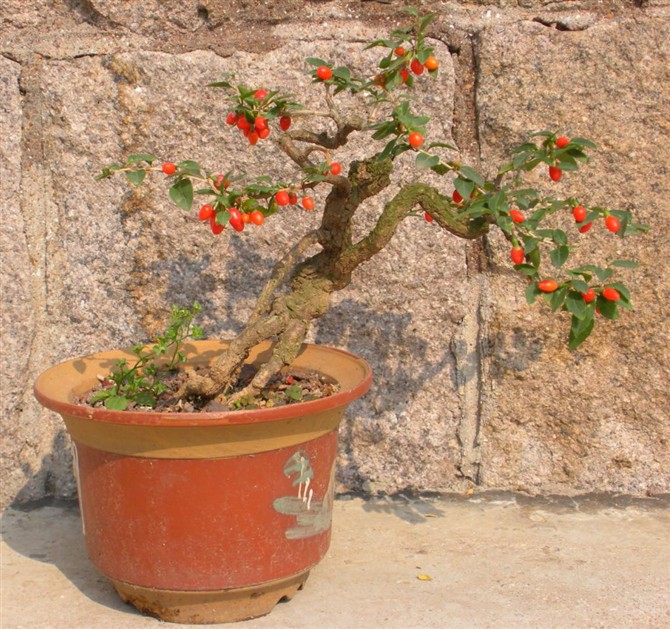 枸杞盆景